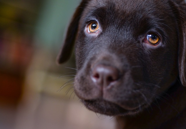 labrador-steniatko-panakei 4